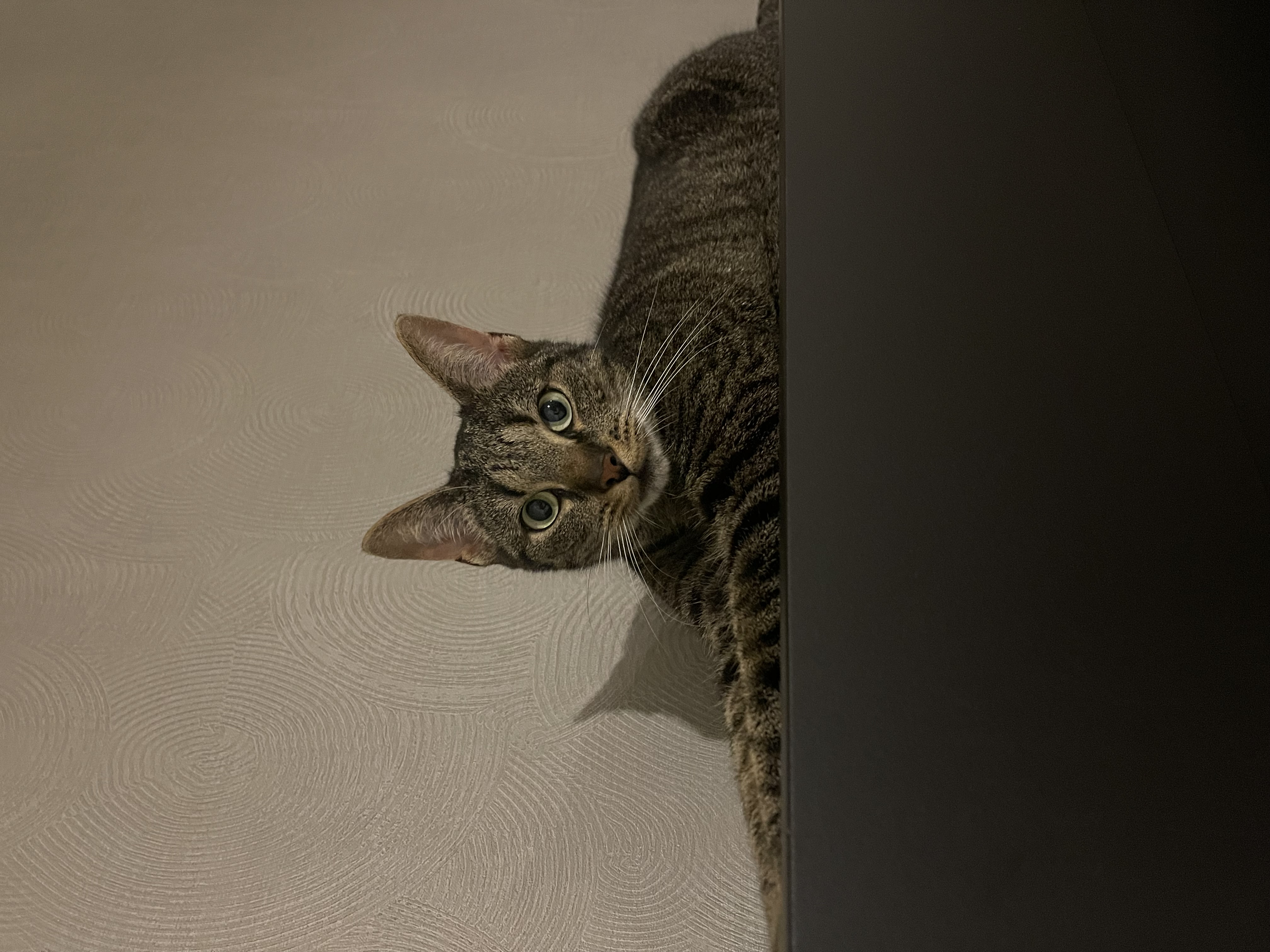 Simba