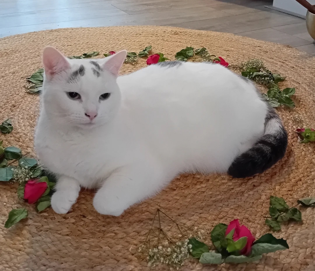 Kitty