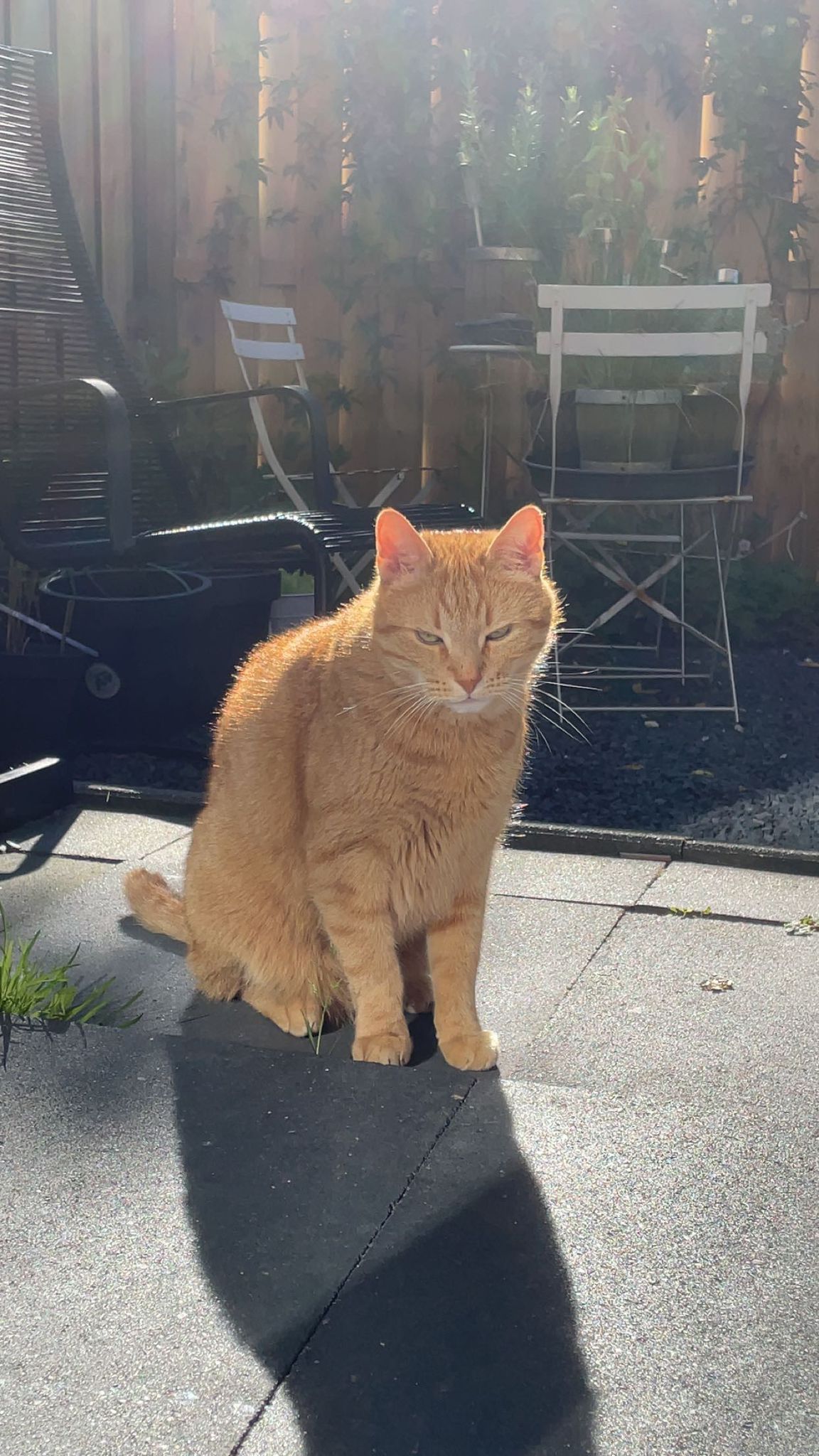 Simba