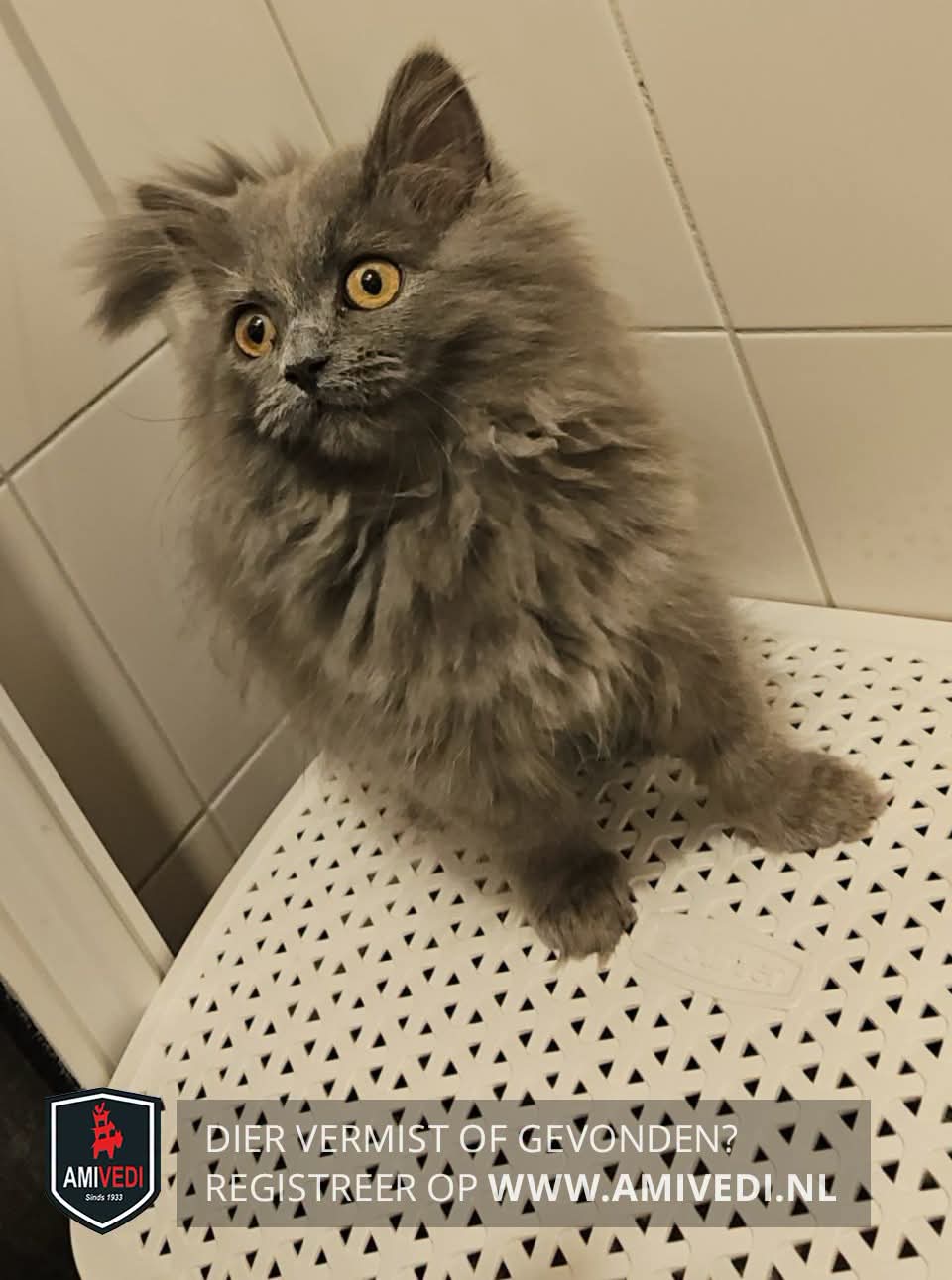Nova