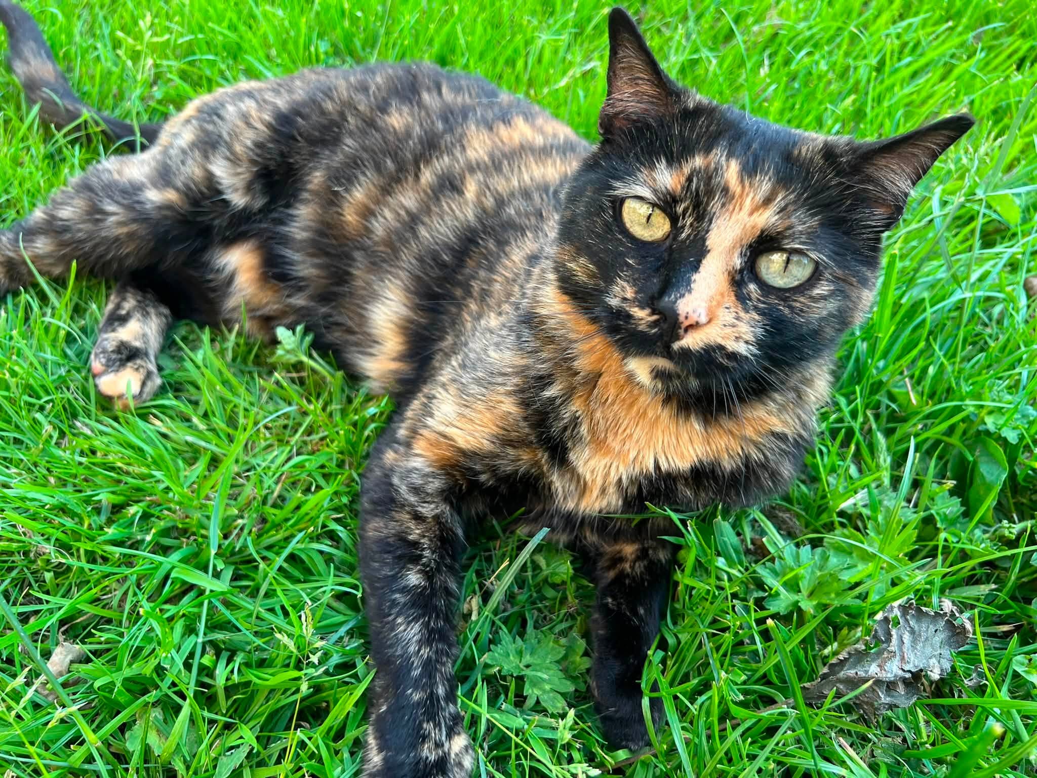 Freya