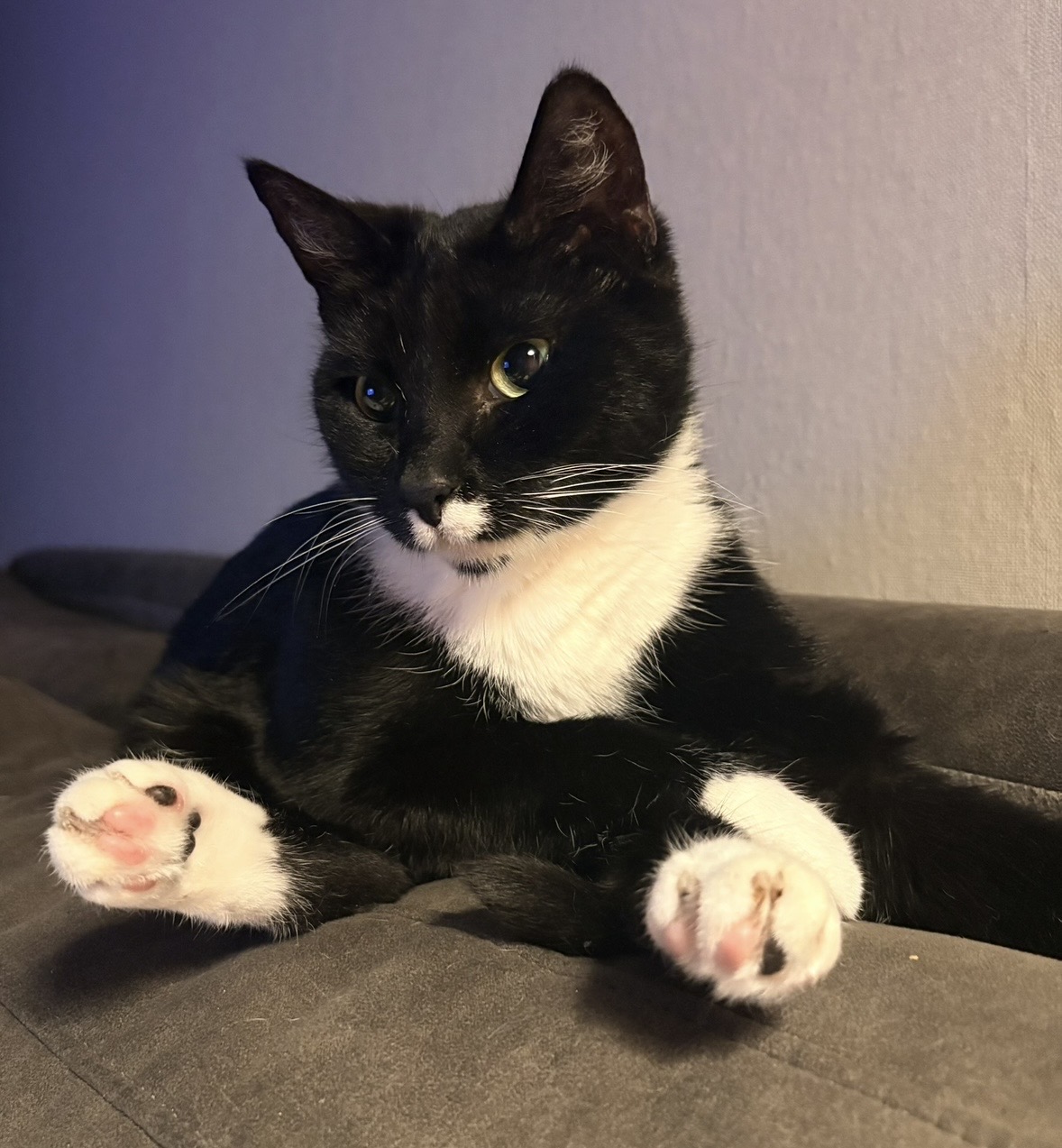 Muis