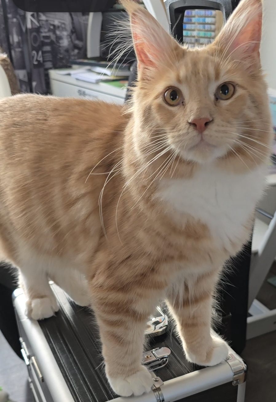 Bowie