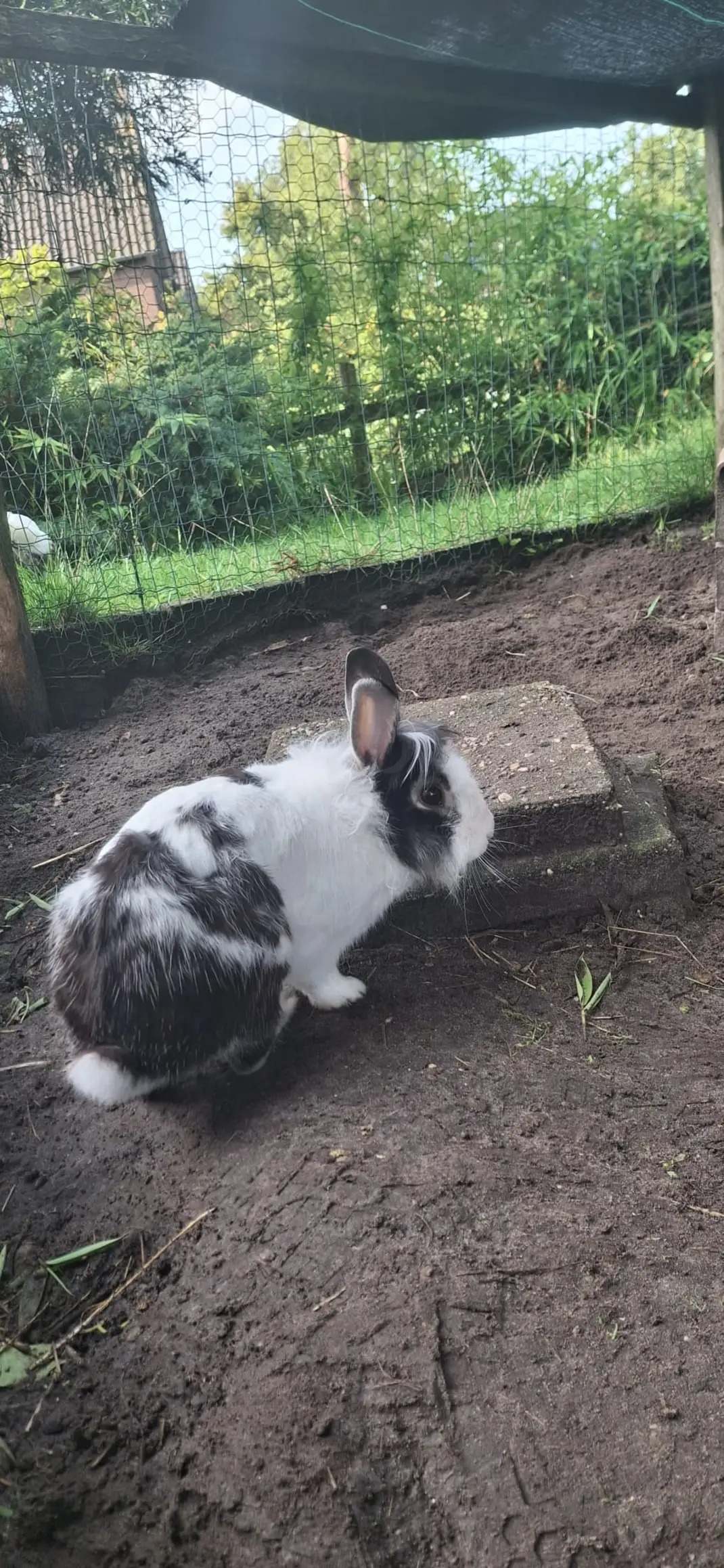 Oreo