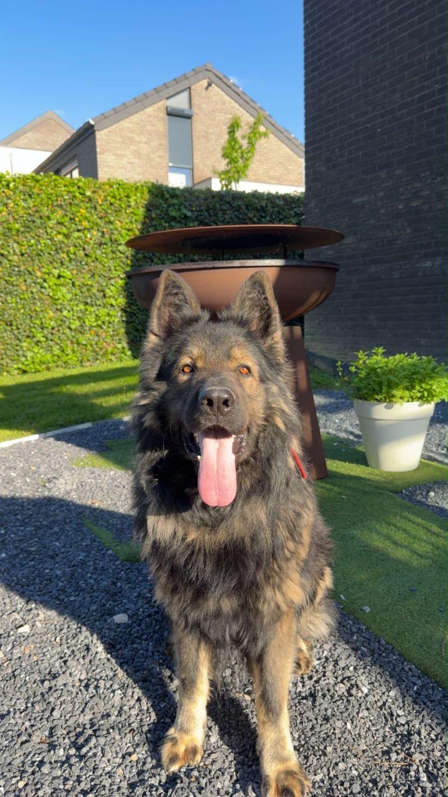 Apollo