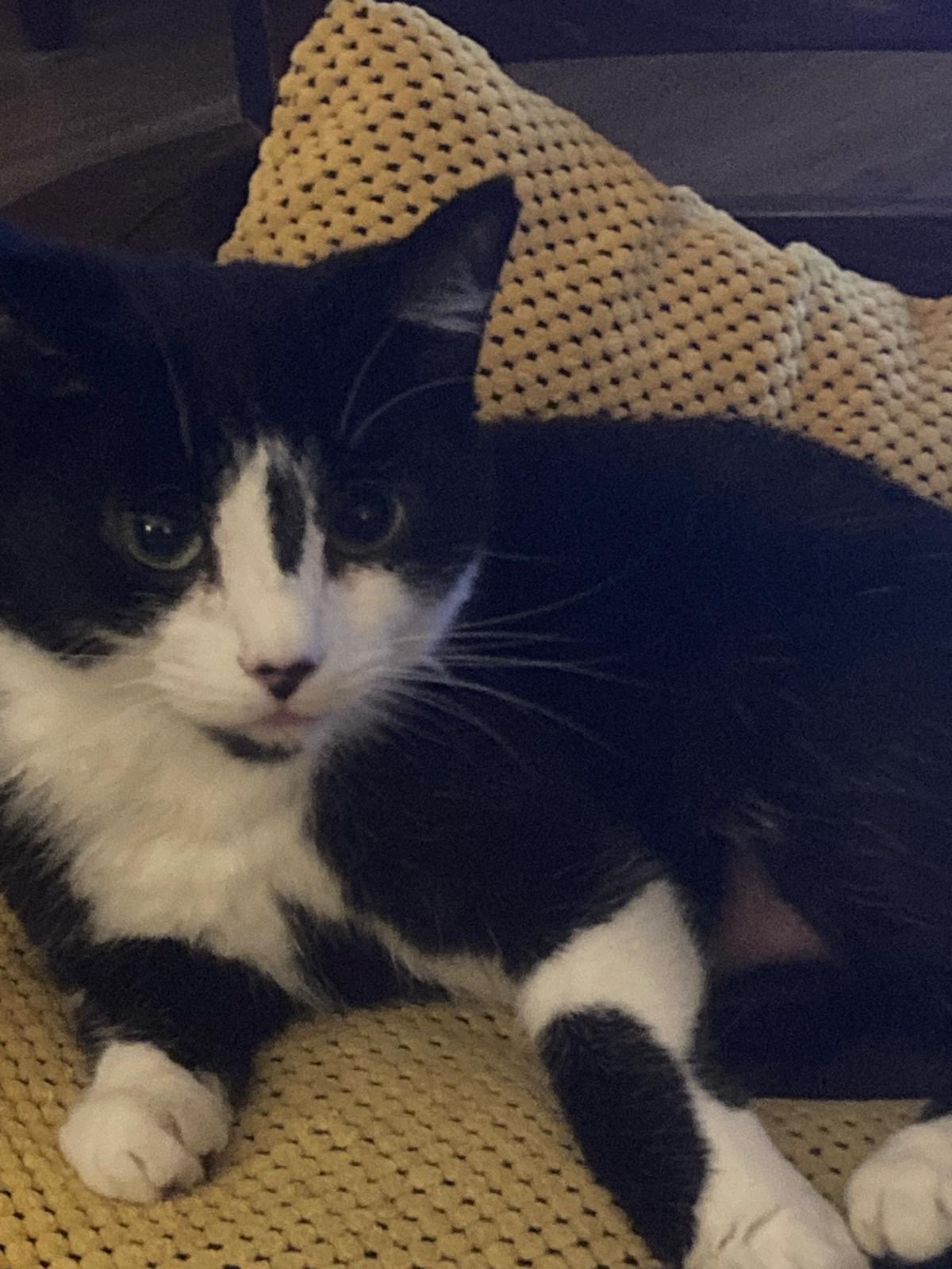 Muis