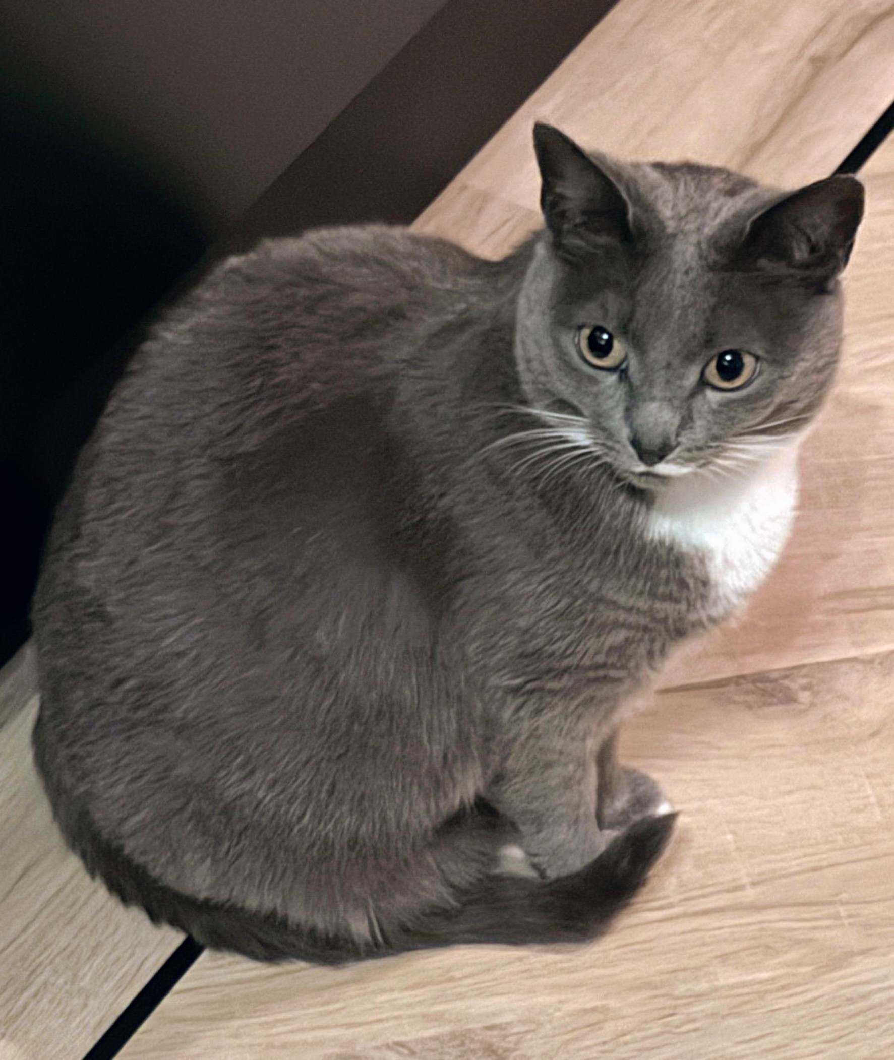 Muis