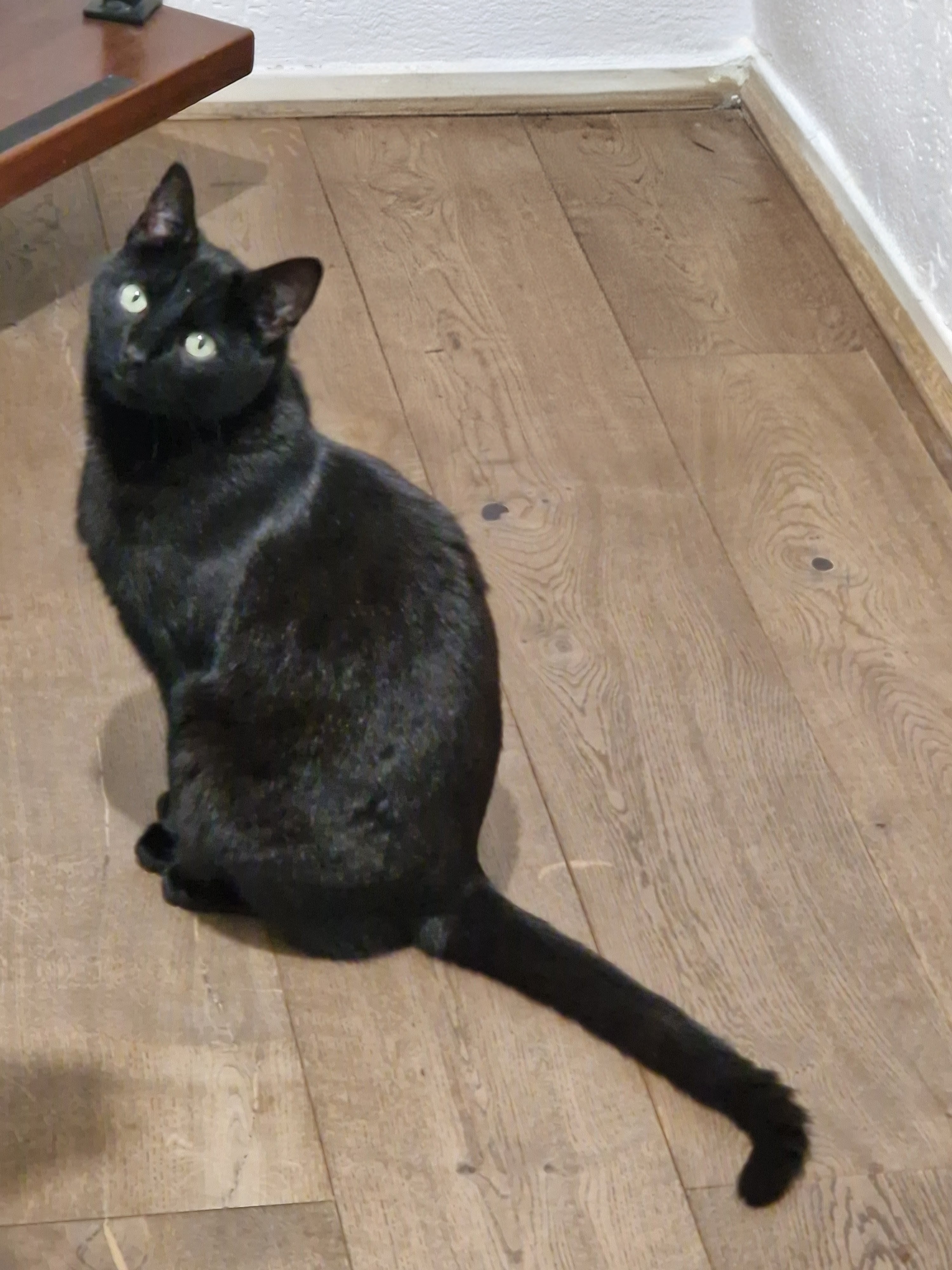 Archie