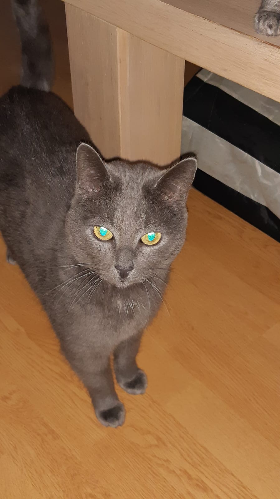 Kima