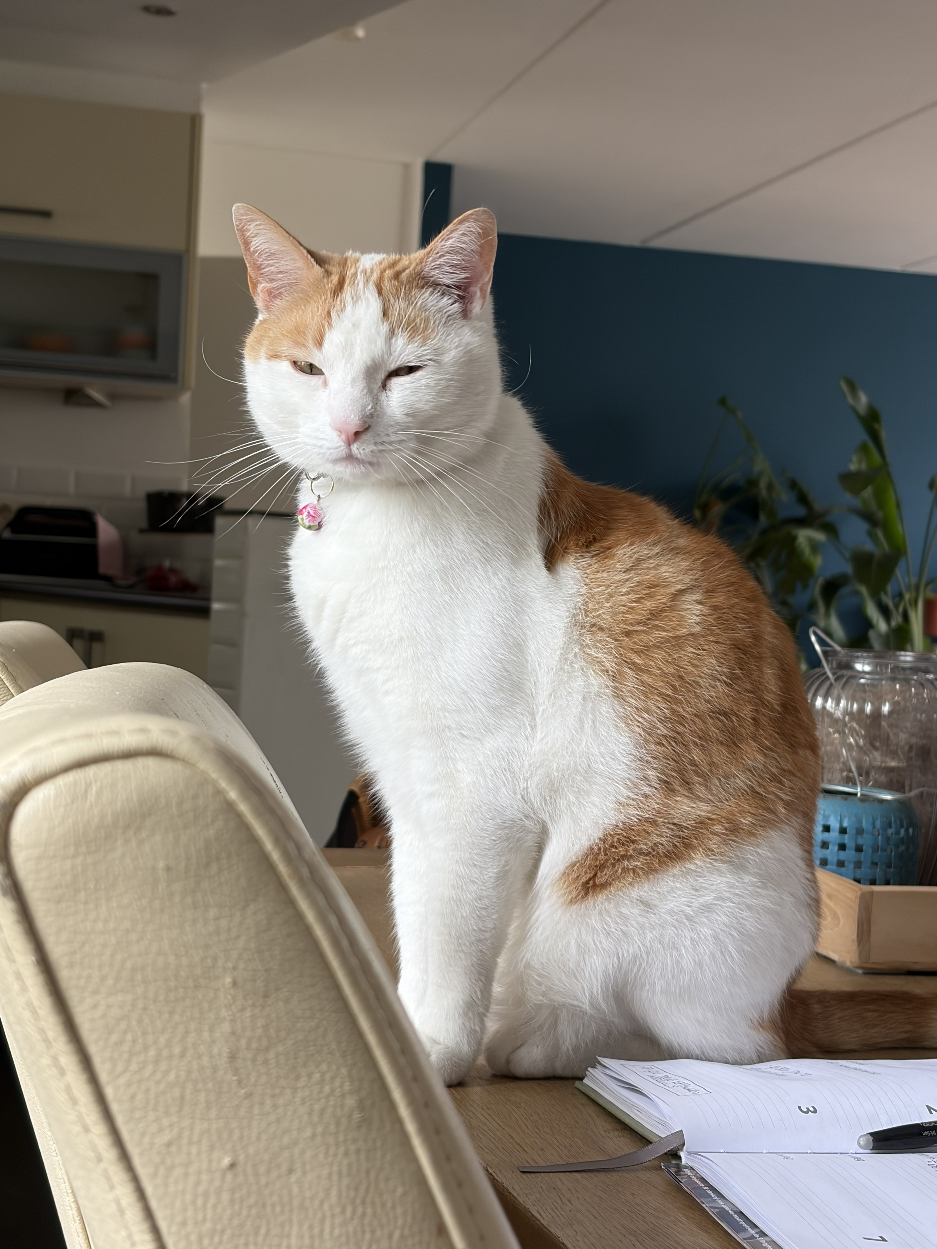 Koos(je)
