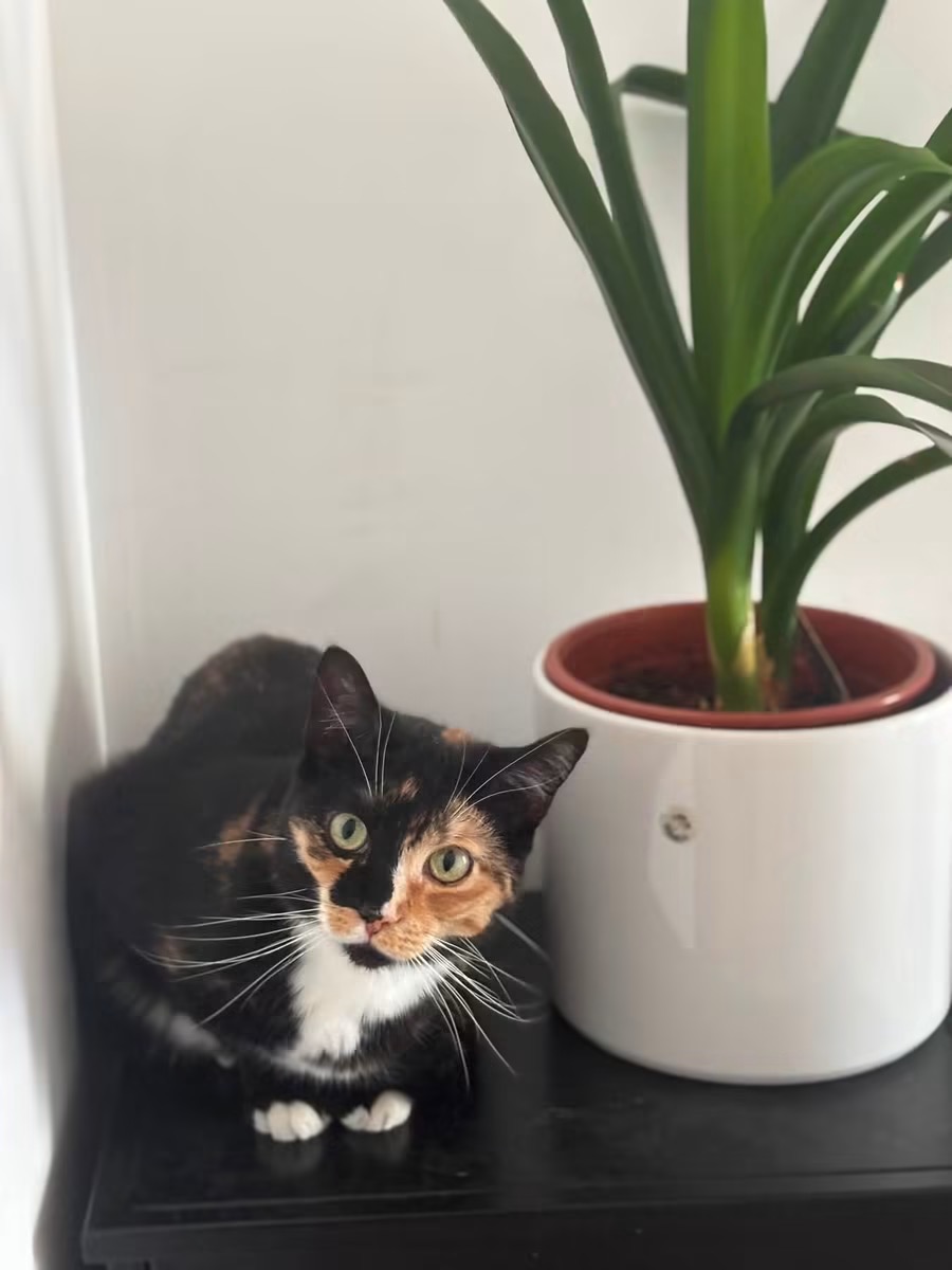 Sophie