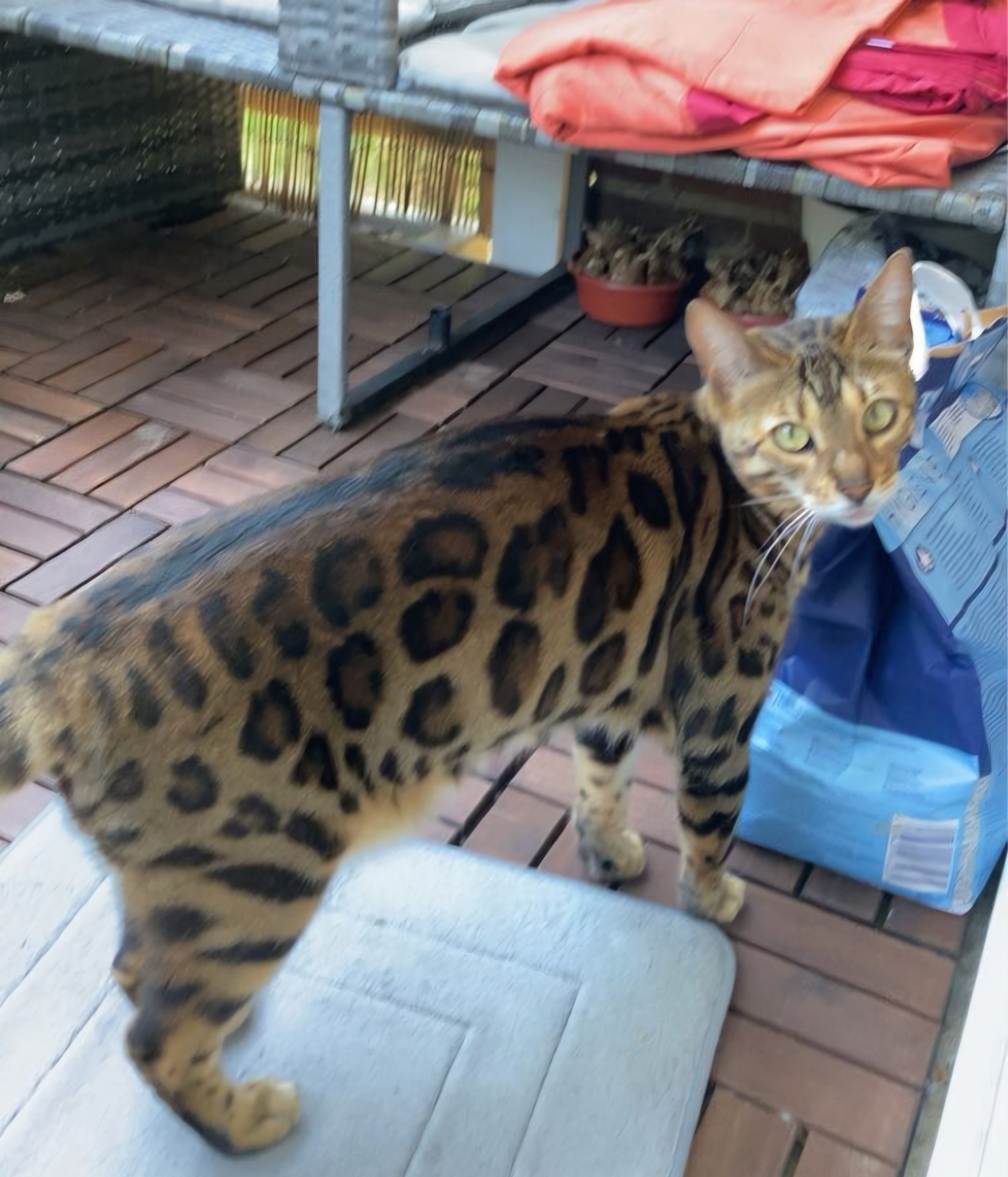 Cleo(Felicitas)
