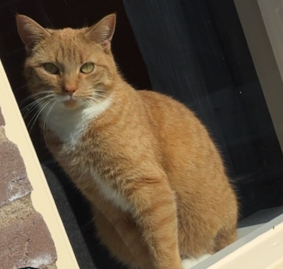 Poes