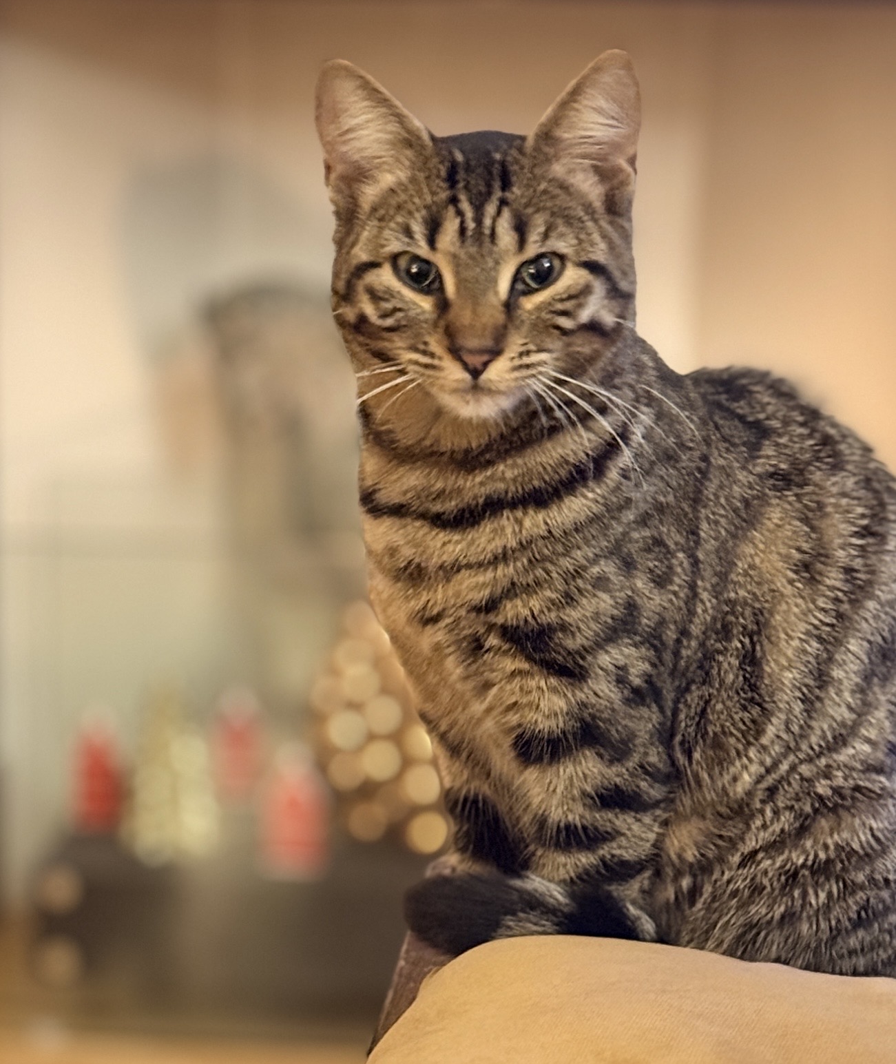 Bibi