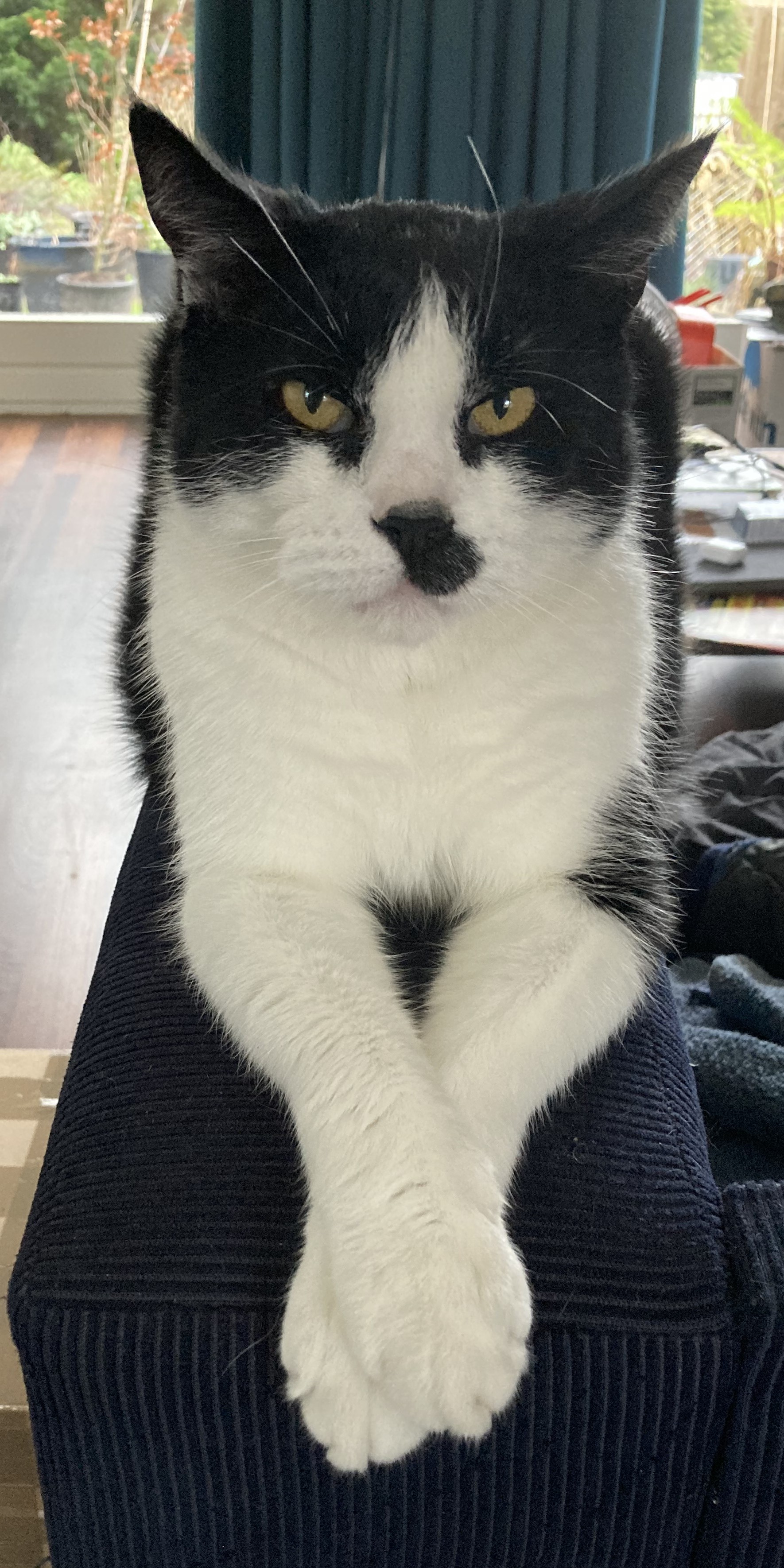 Sookie