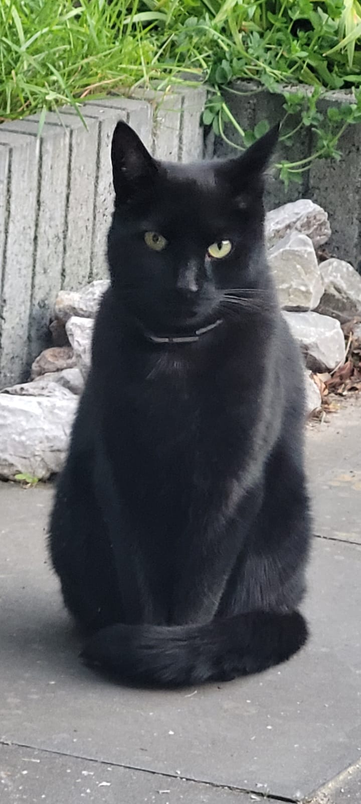 Odin