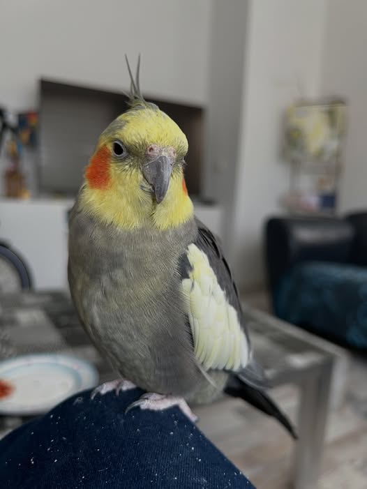 Pino