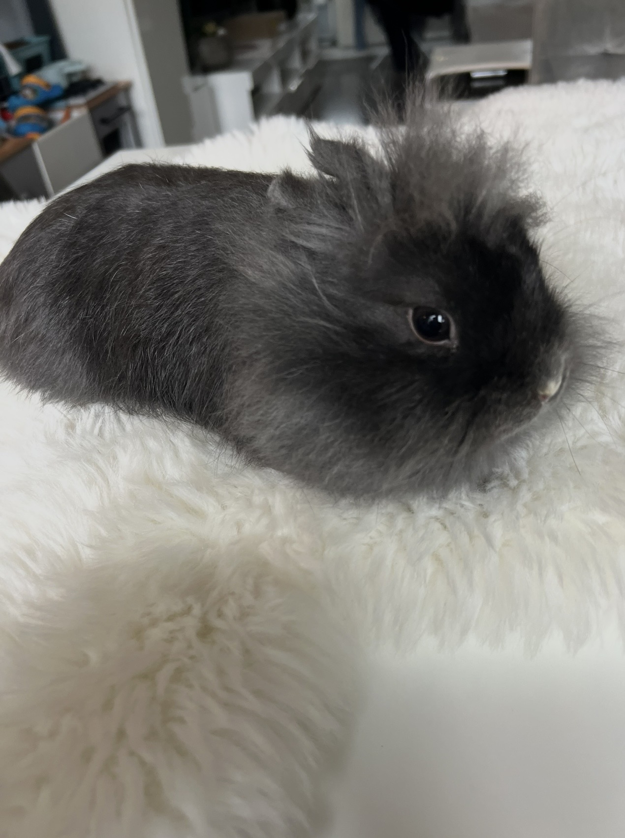 Lili