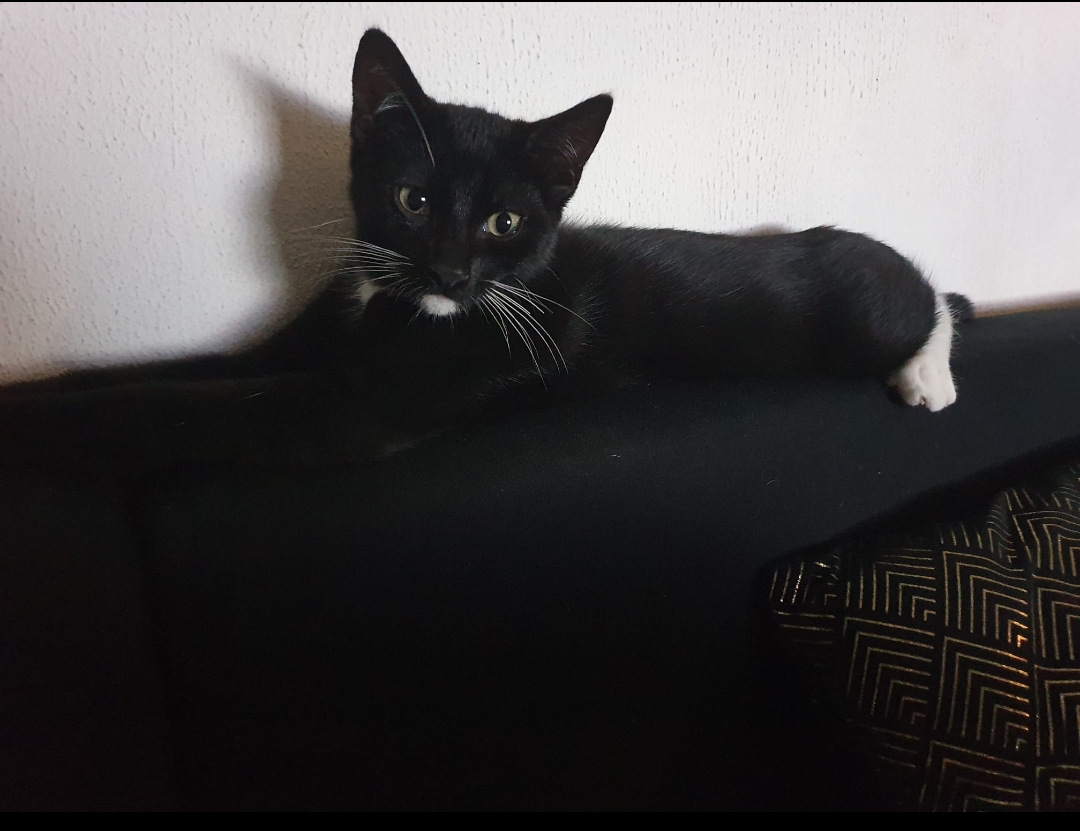 Blacky