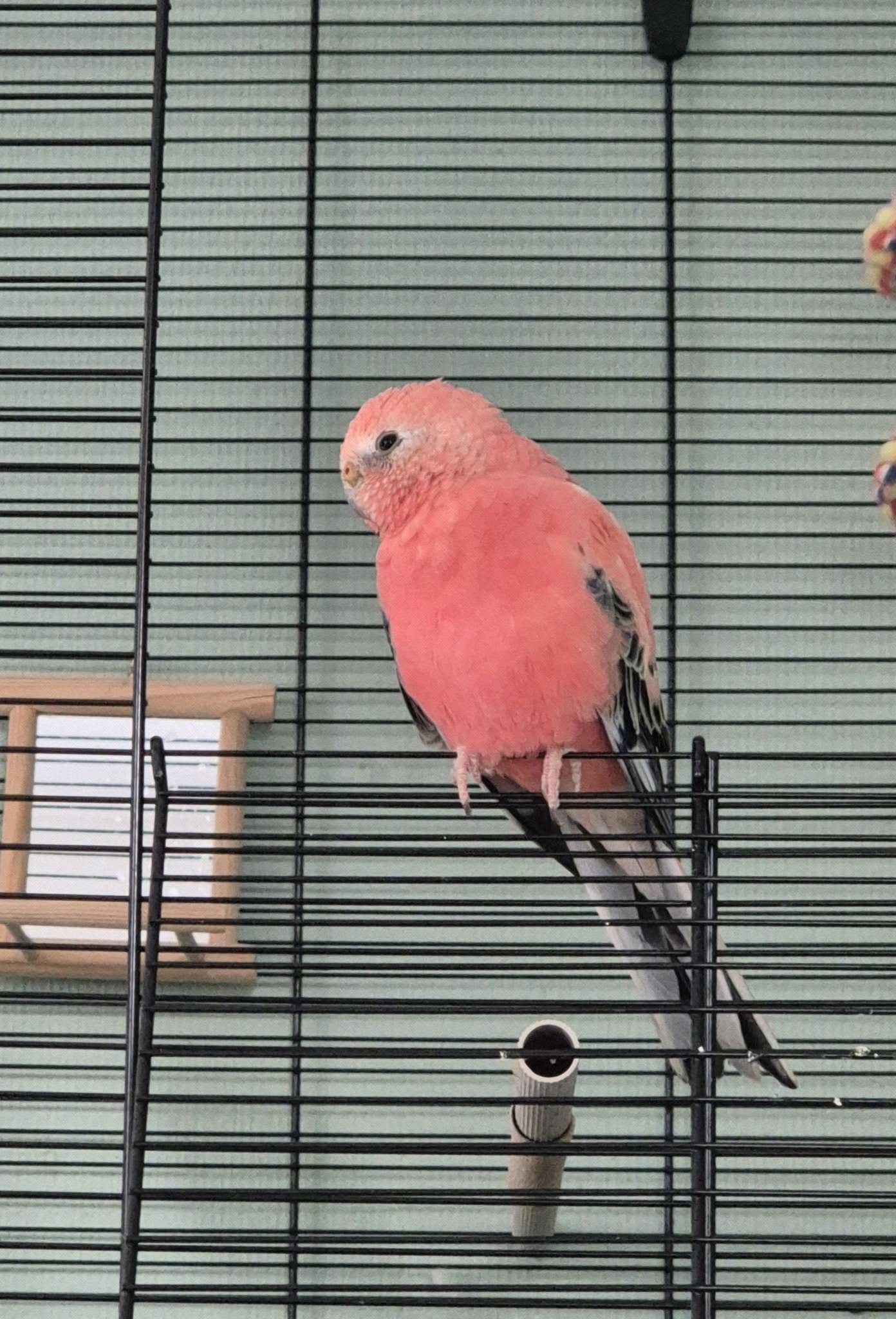 Paco