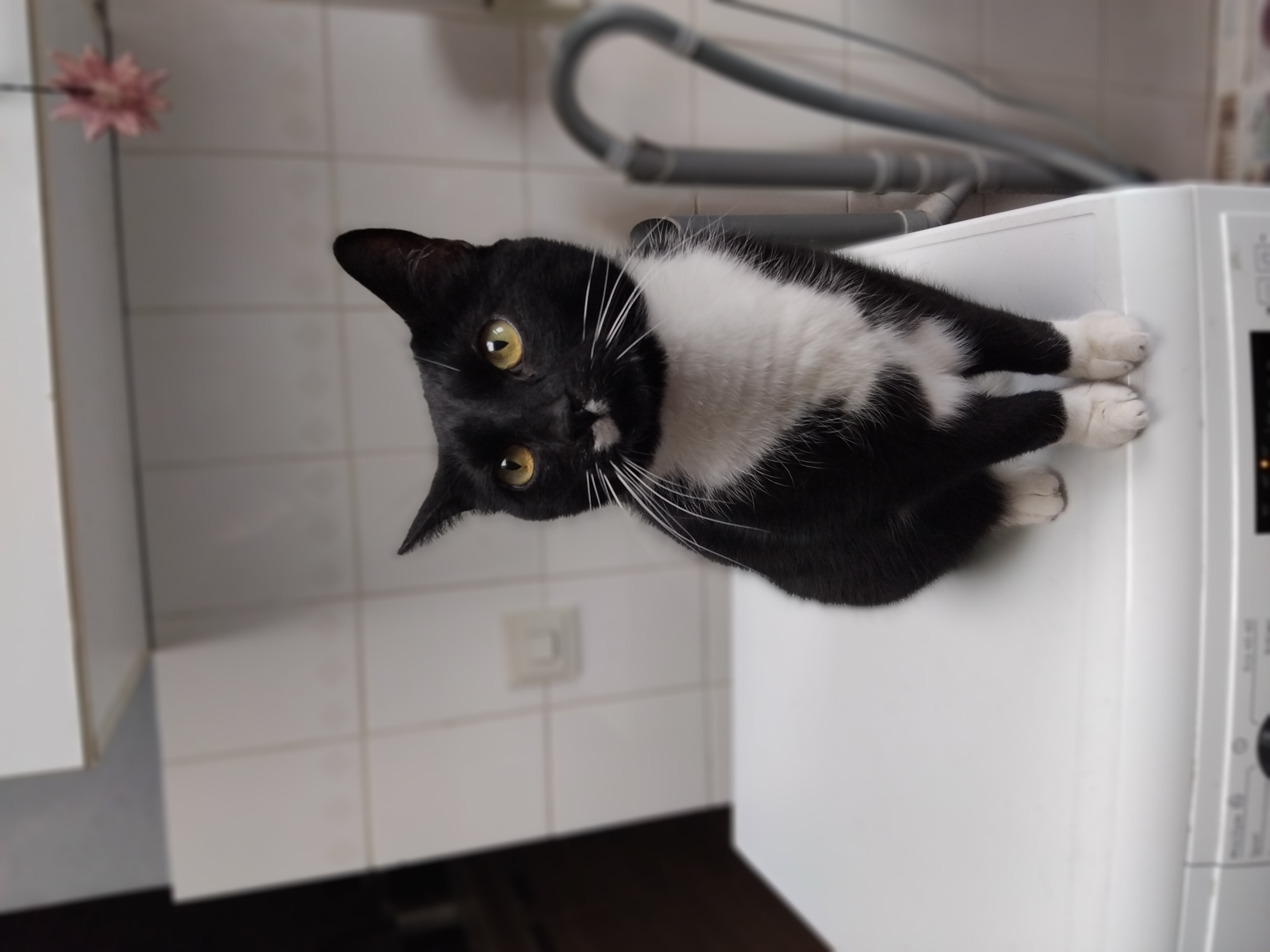 Maya