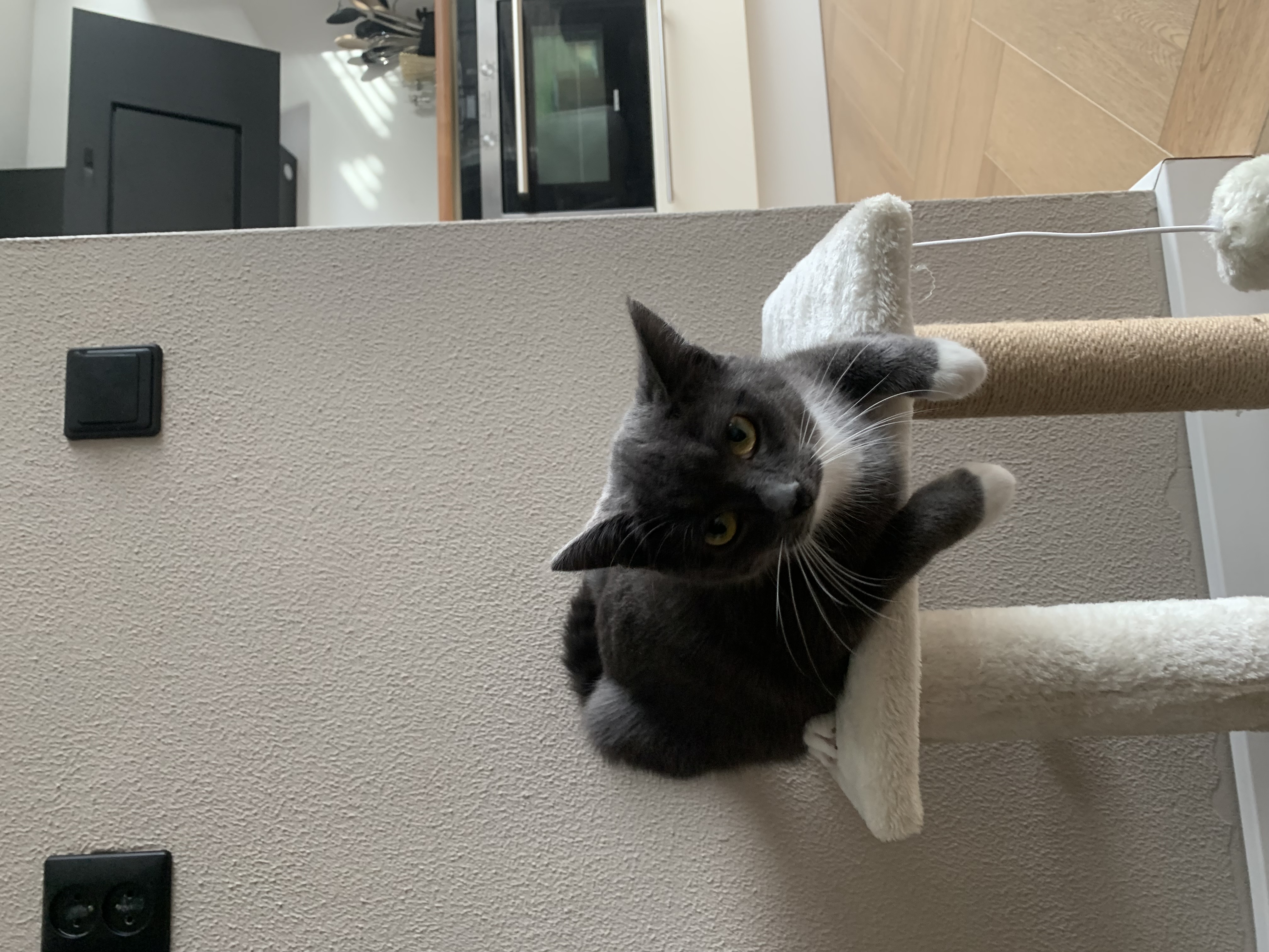 Lila