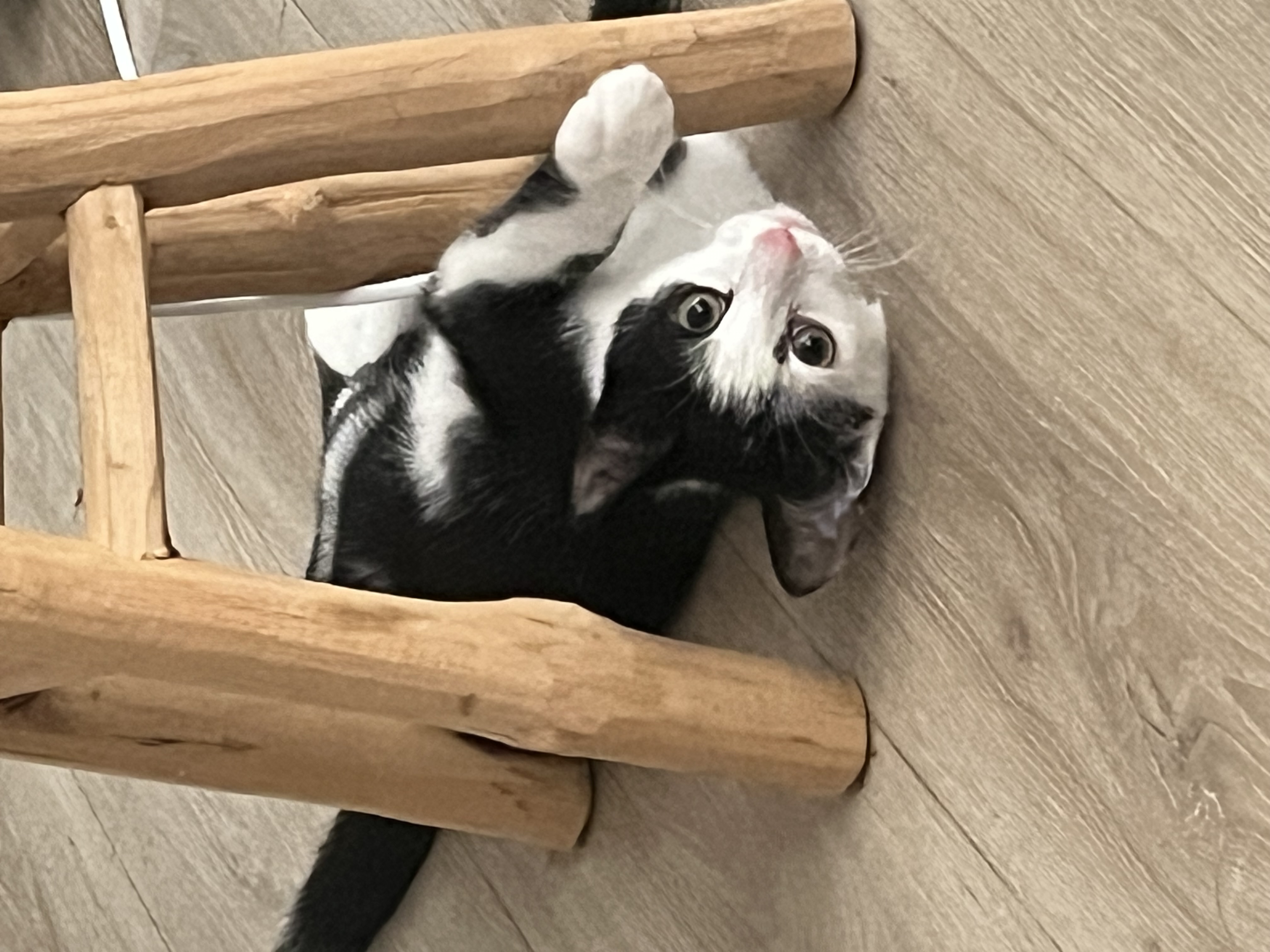 Chico