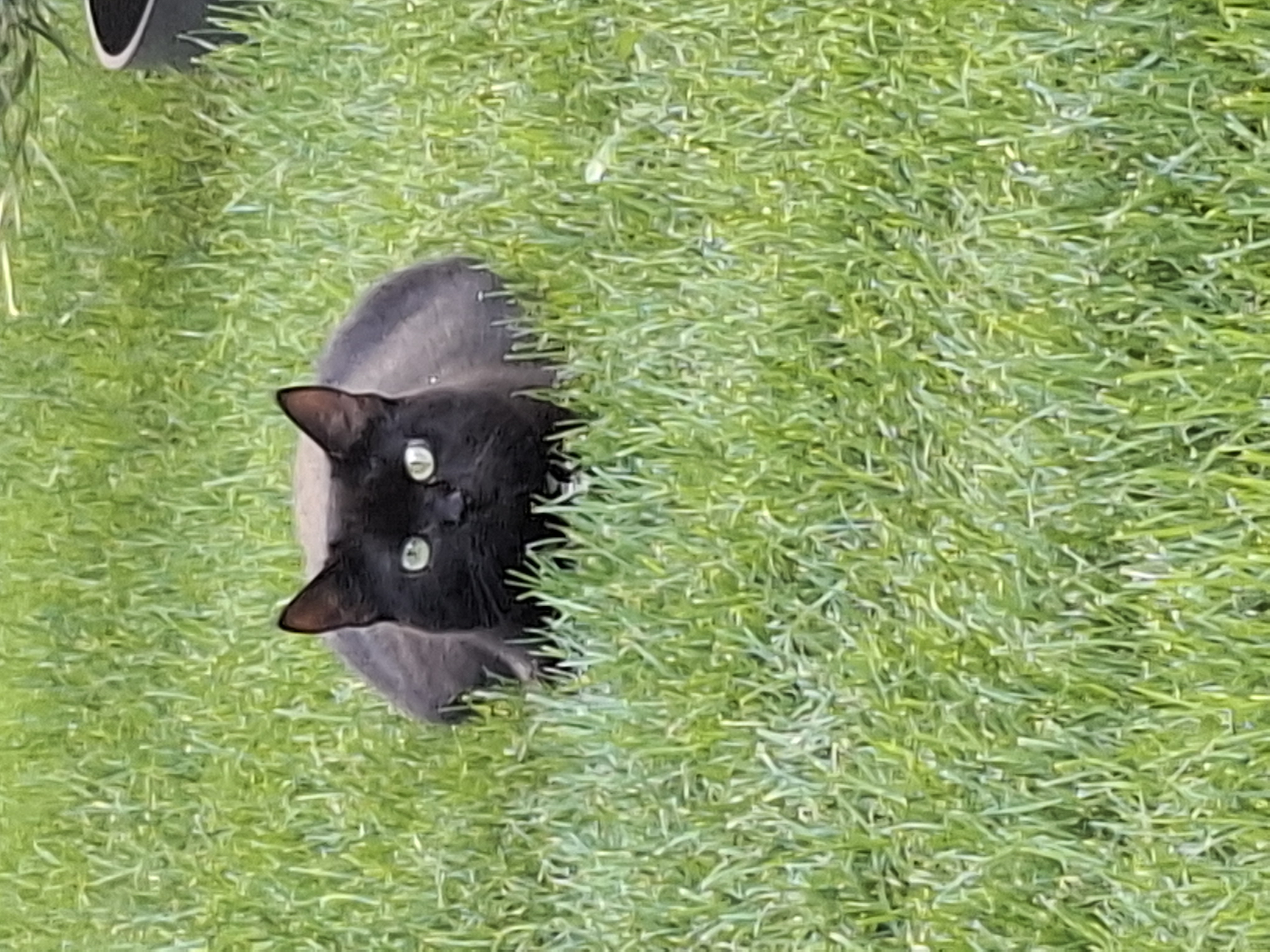 Sookie