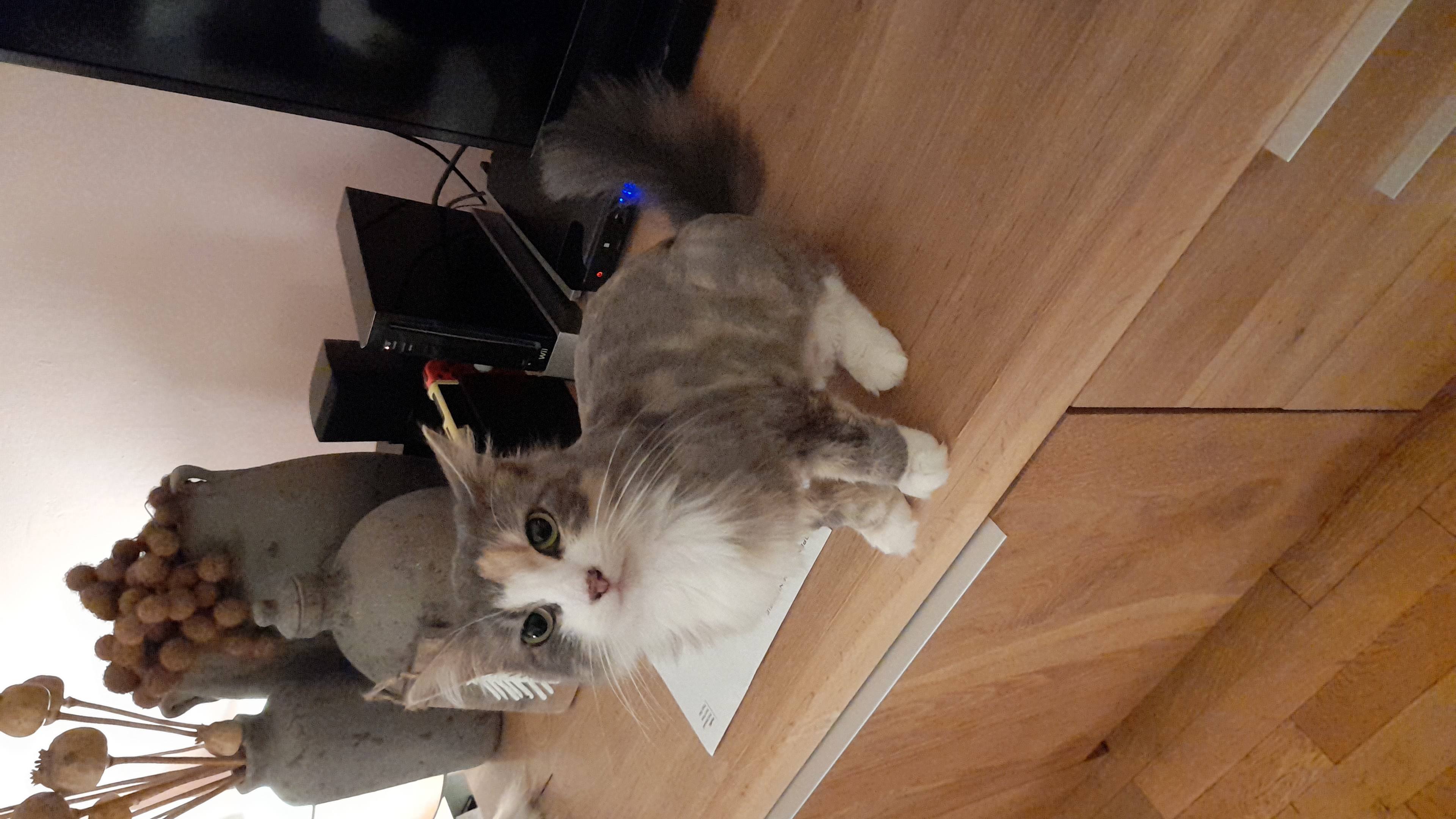 Coco
