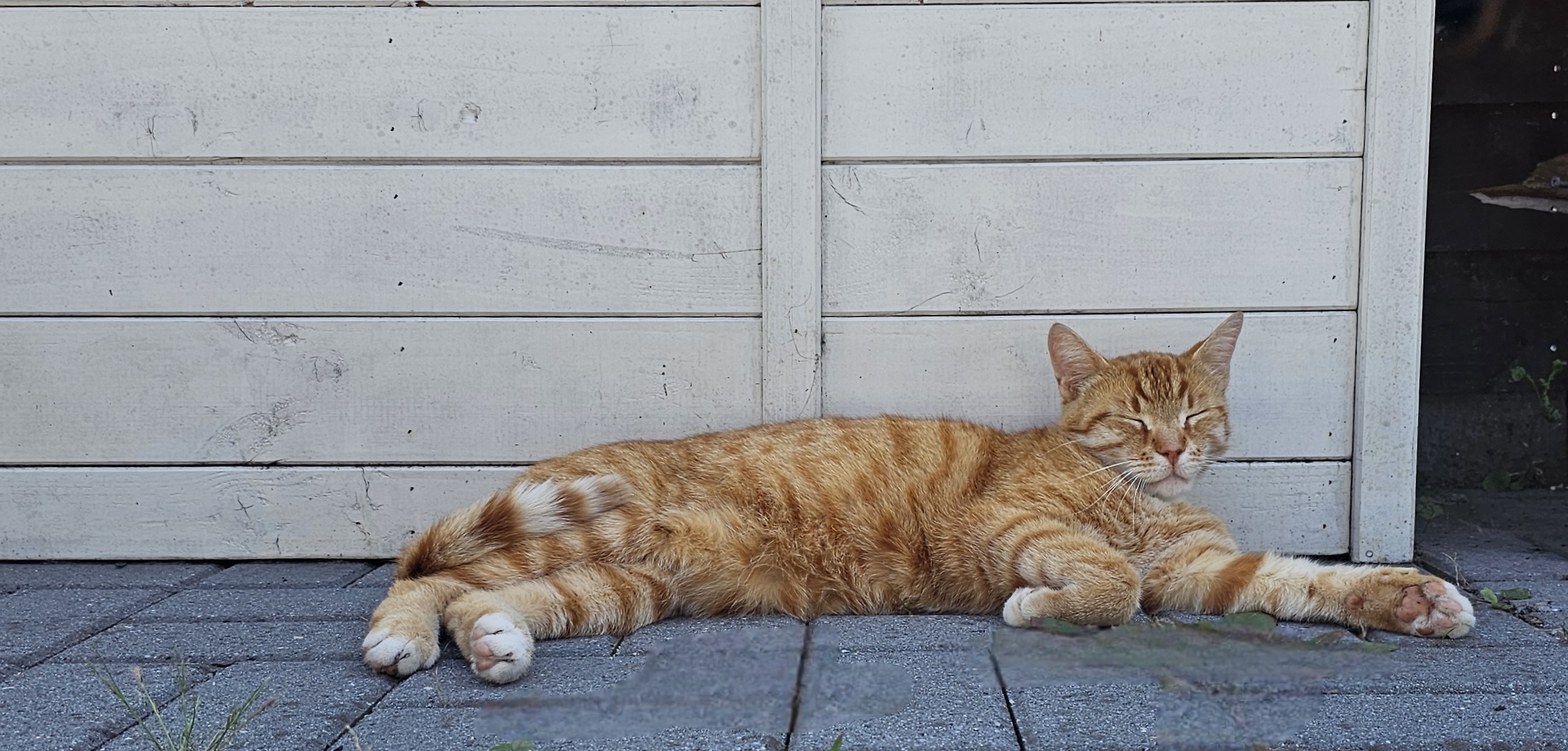 Teun