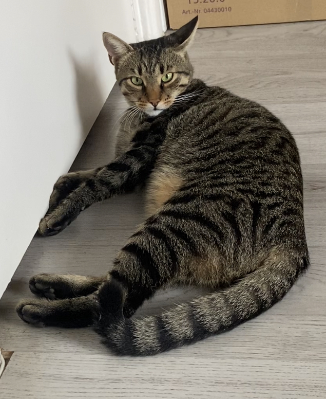 Micci (mietsie)