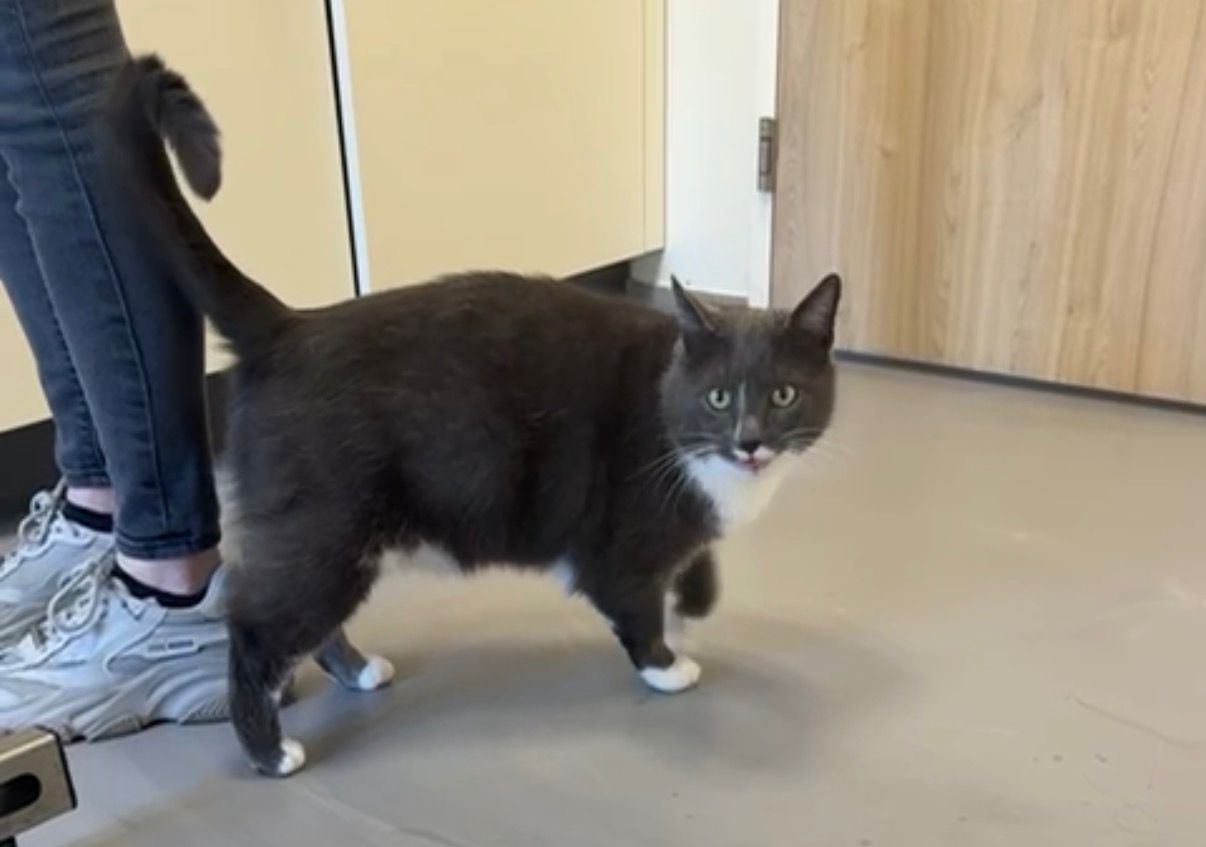 Ryder