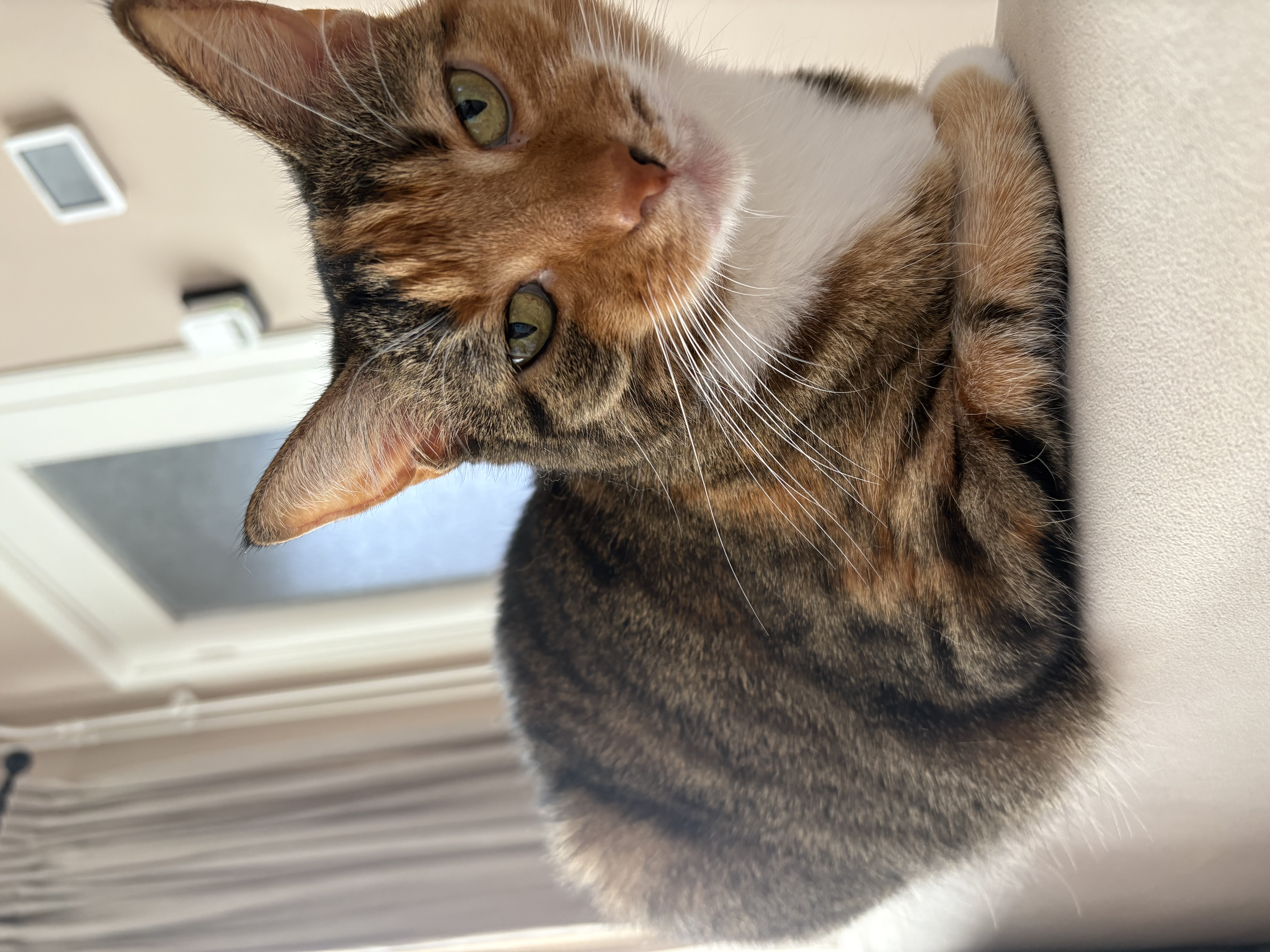 Lili