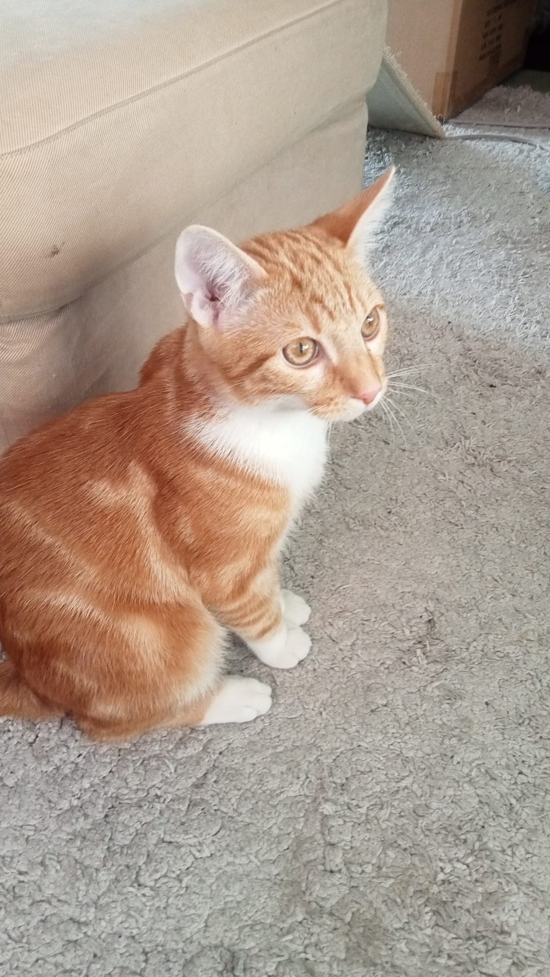 Pipi