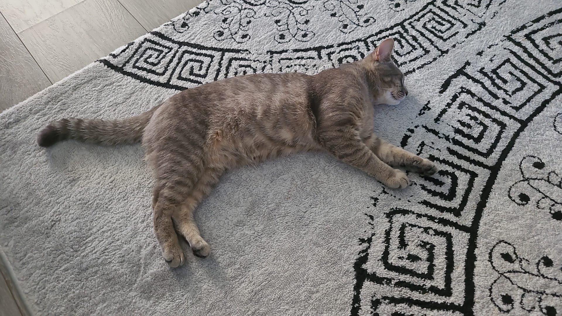 Simba