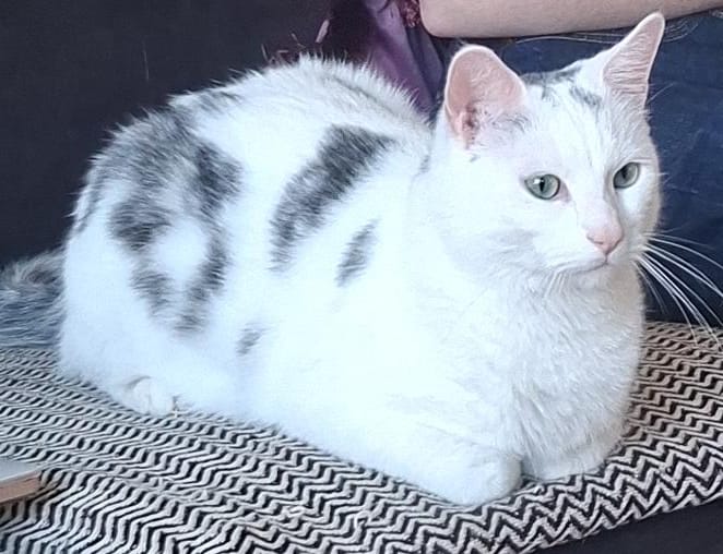 Muis