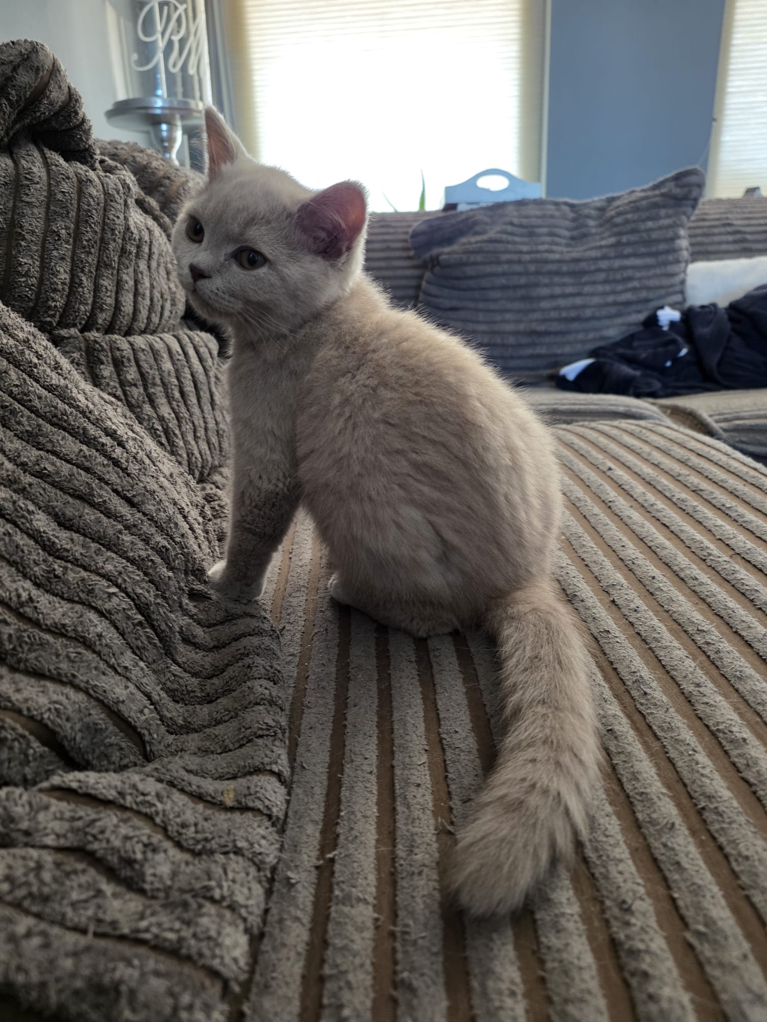 Milo